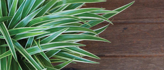 Spider Plant