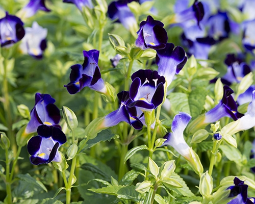 Summer Wave Blue Torenia