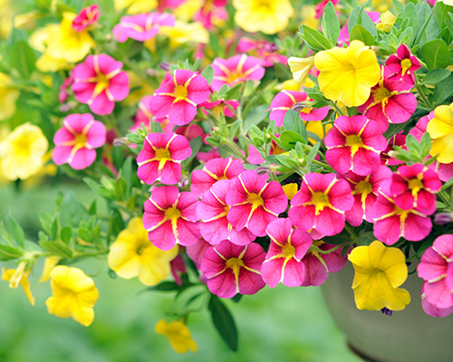 Superbells Calibrachoa