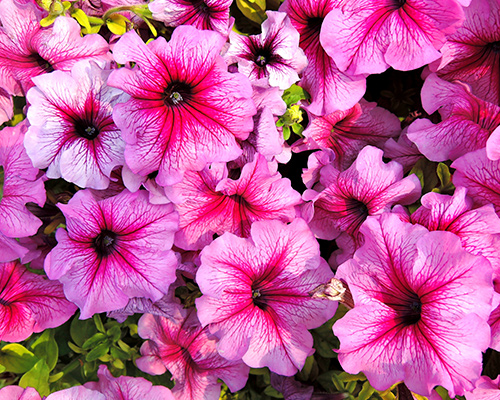 Petunias Supertunia
