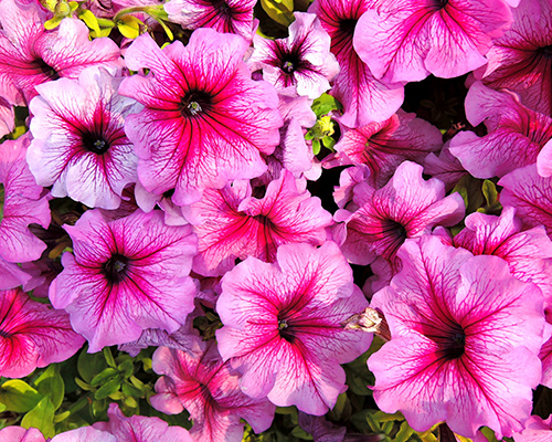 Petunias Supertunia