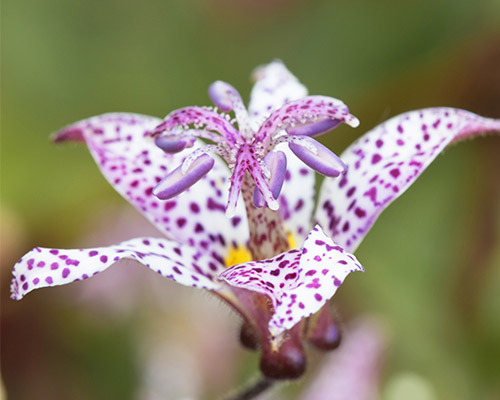 Toad Lily