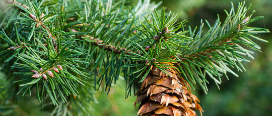 Douglas Fir Christmas Tree