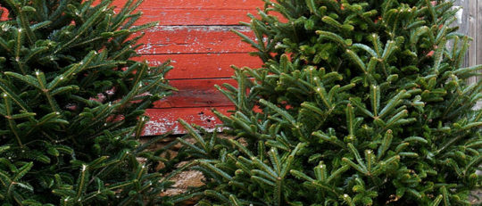 Fraser Fir Christmas Tree