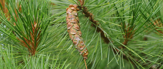 White Pine Christmas Tree