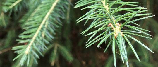 Noble Fir Christmas Tree