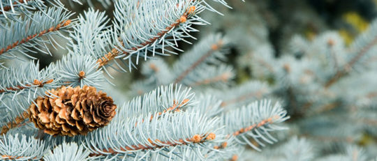 Colorado Blue Spruce Christmas Tree