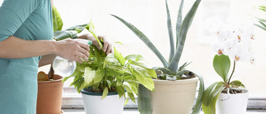 Nettoyez les feuilles de vos plantes intérieure