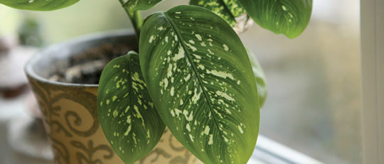 close-up indoor plant near sunny window light