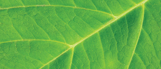 Leaf close-up