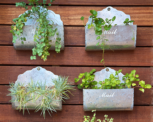 Fines herbes qui poussent boites aux lettres suspendues