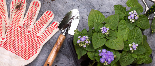 des gants de jardinage, une truelle, une plante