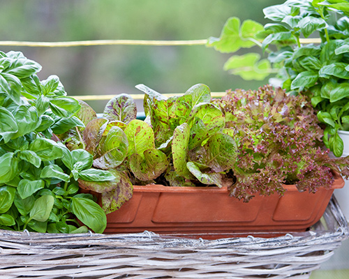 Herbs garden in container