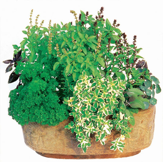 Herbs grow easily in containers