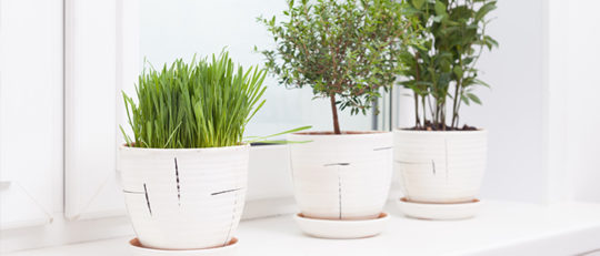 Indoor plants near window