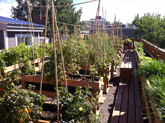 Rooftop gardening in Montreal