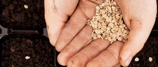 Hands holding seeds