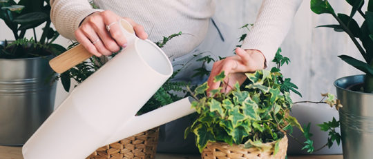 Watering indoor plants