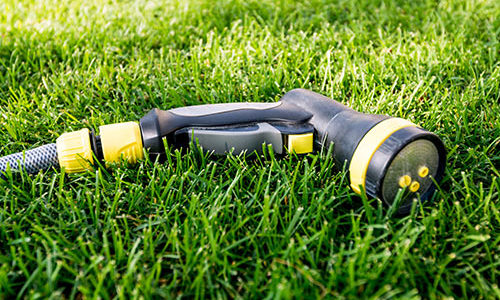 10 Common Lawn and Garden Woes of Summer