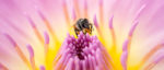 5 Ways Bees are Important to the Environment