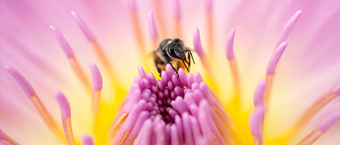 Quel est le rôle des abeilles dans la pollinisation ? - Les