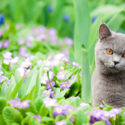 5 Ways To Keep Cats Out Of Your Garden