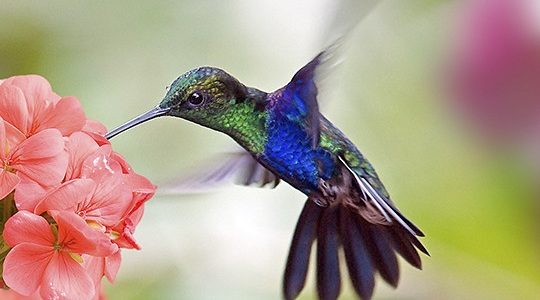 Comment attirer les colibris et les papillons – Série « Fleurs