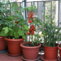 Balcony gardening