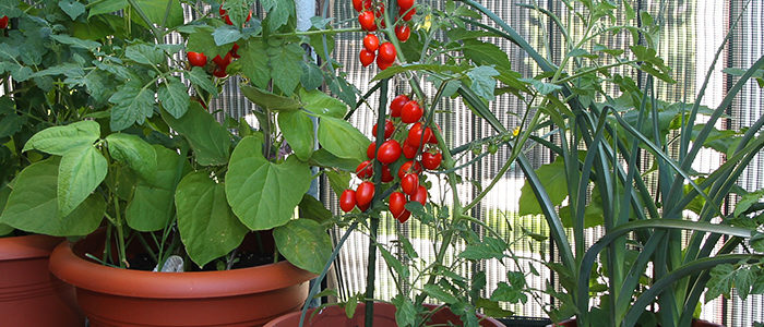 Balcony gardening