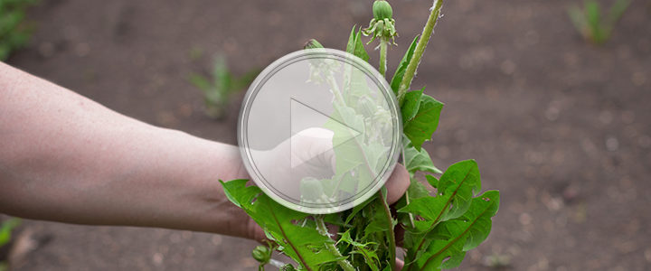 PRO-MIX Expert Garden Tips - 6 tips on weeding your garden