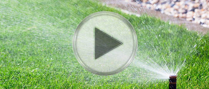 Watering Lawn Advice