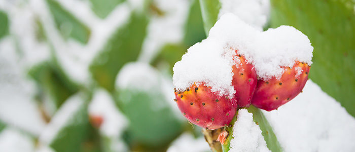 4 cactus qui survivront à l'hiver