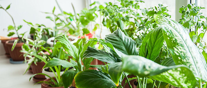 5 Tips for Taking Care of Indoor Houseplants