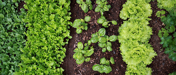 6 légumes à planter vers la fin de l'été