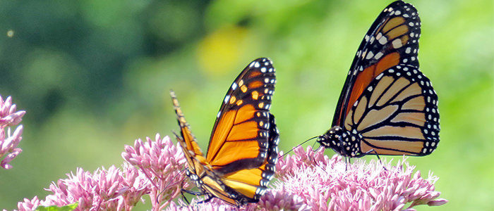 Creating A Butterfly Garden