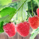 Cinq fruits à cultiver sur votre terrasse par Albert Mondor