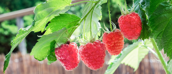 Cinq fruits à cultiver sur votre terrasse par Albert Mondor