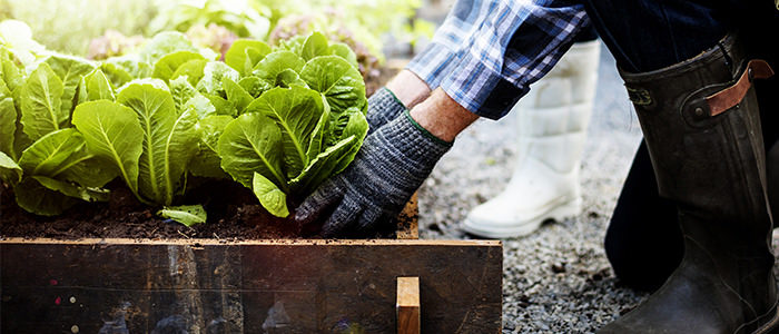 Fertilizing Edible Garden