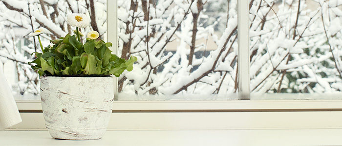 Plant near a window