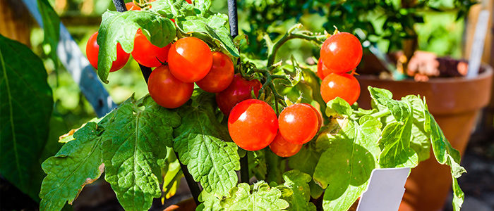 Mark Cullen Tips for Growing Tomatoes