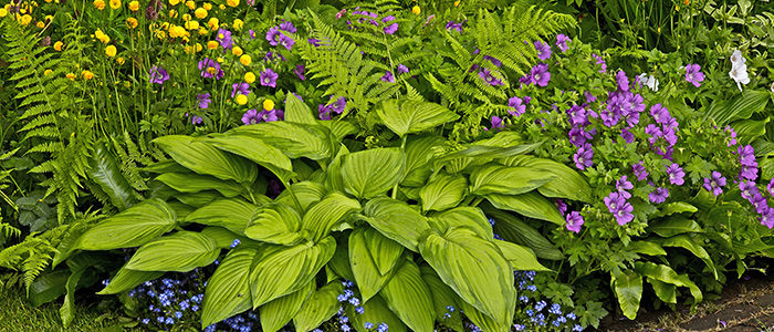 Six Hearty Perennials That Thrive in The Shade