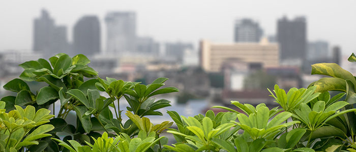 Tips For Growing Vegetables On Your Roof by Albert Mondor