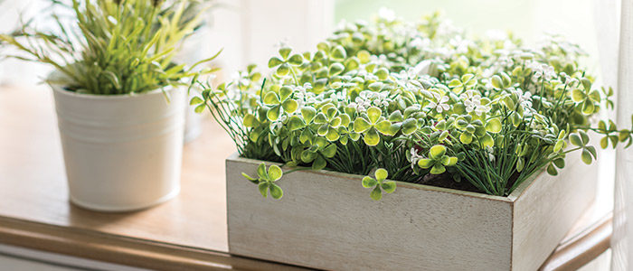 indoor plants in containers close to sunny window