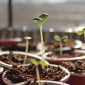 Tips for starting seeds indoors
